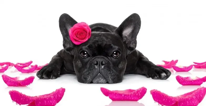 BLACK FRENCHIE LAYING DOWN
