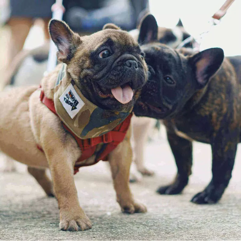 Buy Puppy & Frenchie Designer Clothes | Chewnal Clothes for Pet