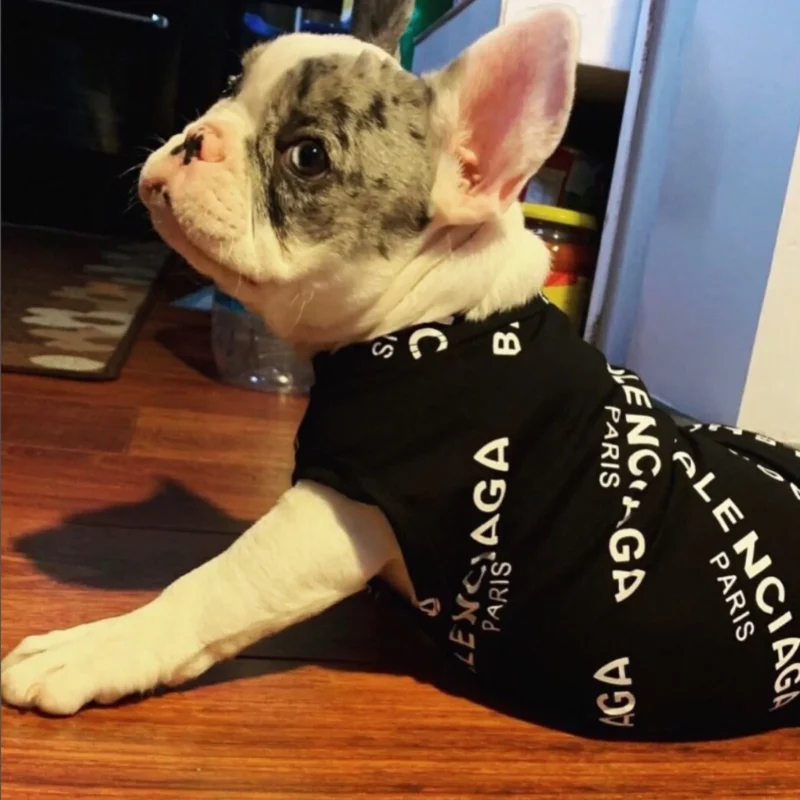 a merele french bulldog wearing a balenciaga black t- dhirt for dogs