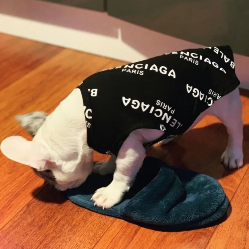 white french bulldog wearing a balenciaga black t- dhirt for dogs