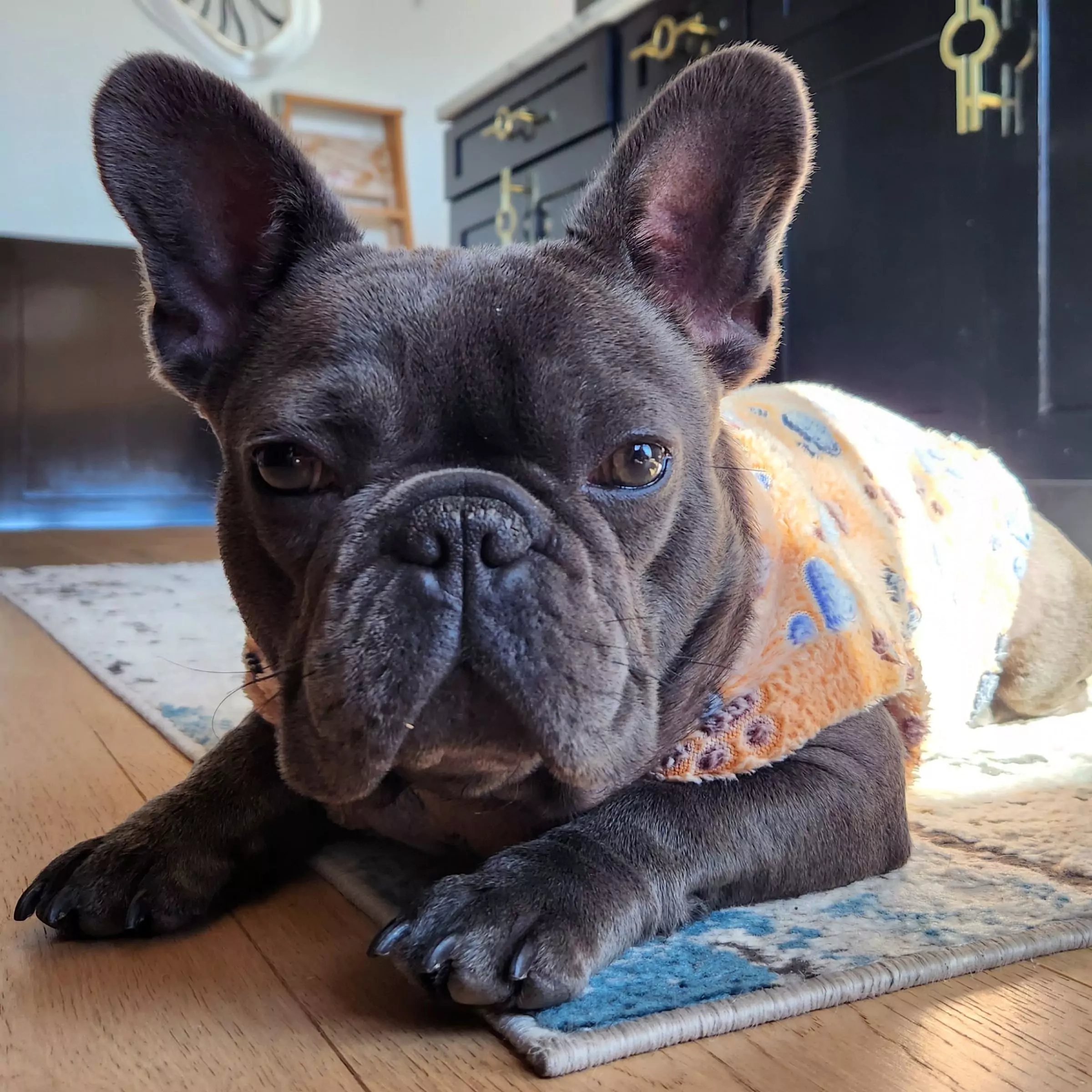 bleu french bulldog posing