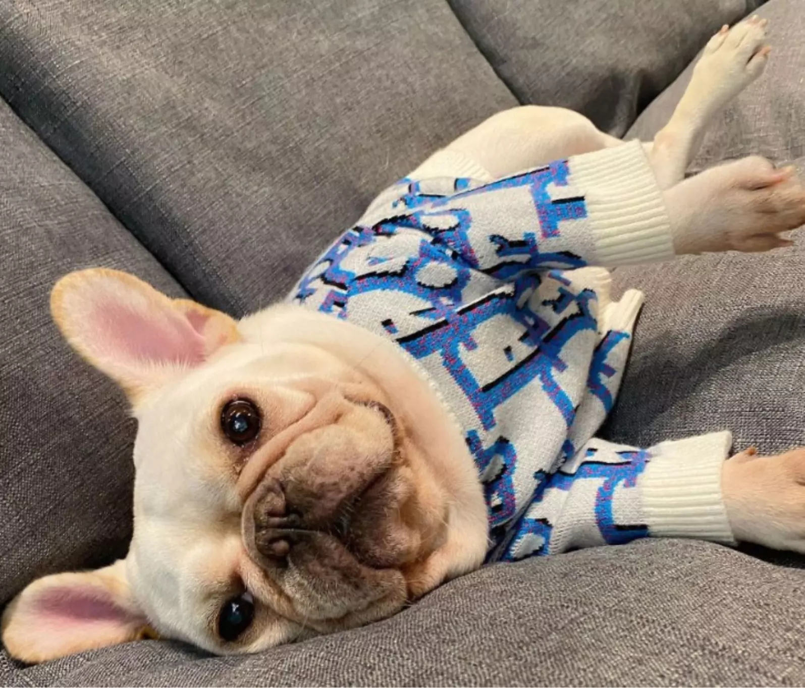 Dapper Dogs, Meet Your New Favorite Sweater4
