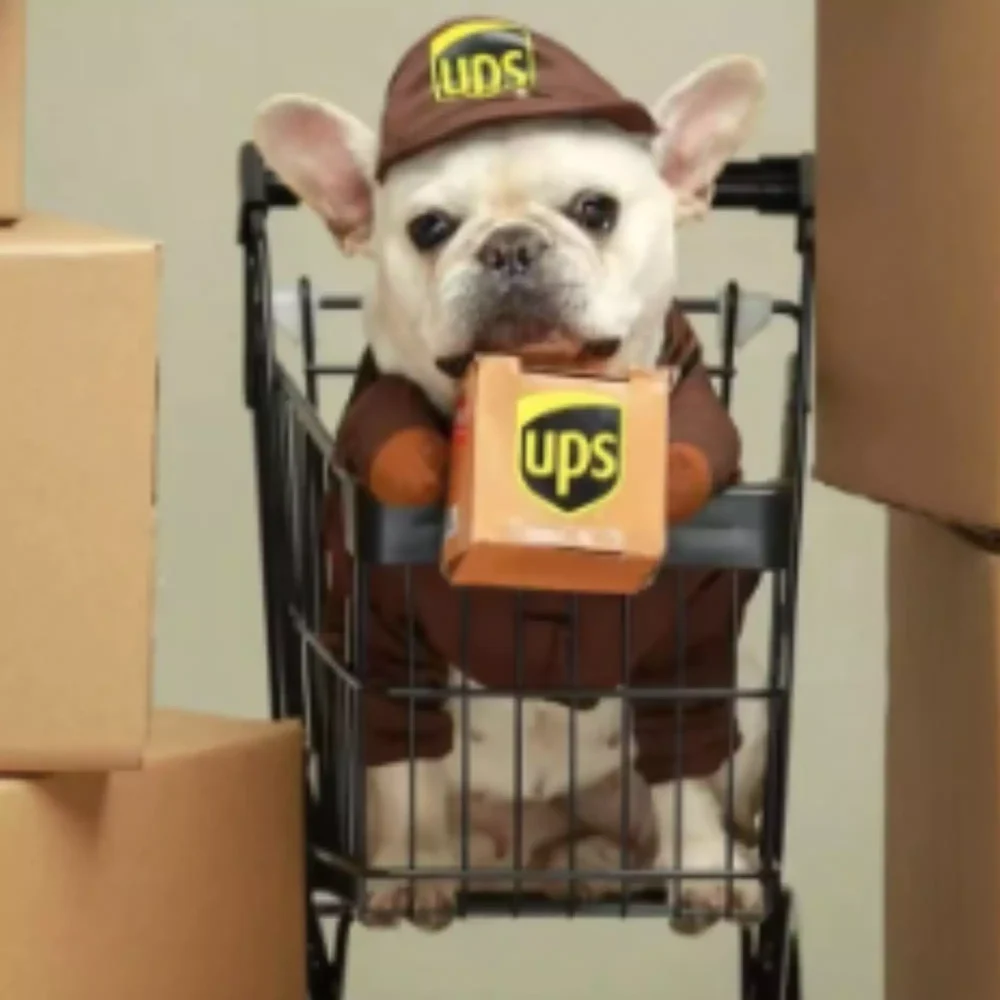 FRENCHIE IN A UPS COSTUME