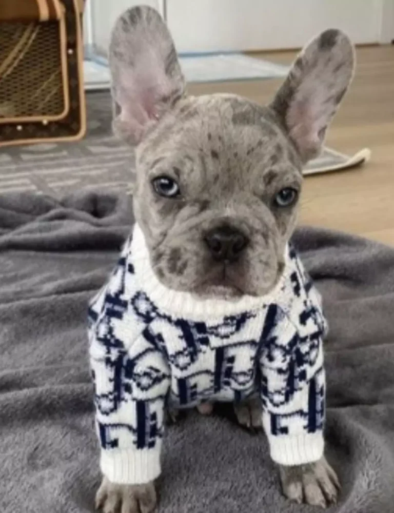 Designer Pior Sweater for Stylish Dogs