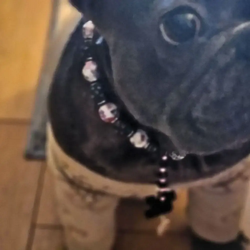 Louie Silicone Beaded Dog Necklaces & Bracelets2