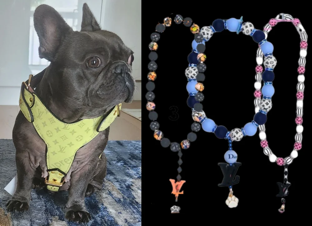 French Bulldog with stylish accessories
