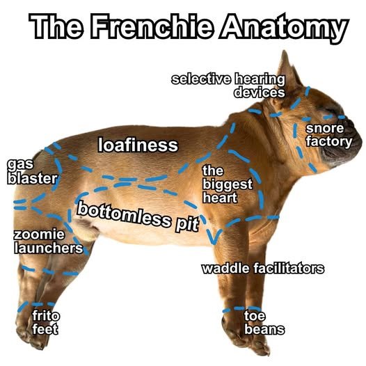 frenchies anatomy cute saying of each part of there body