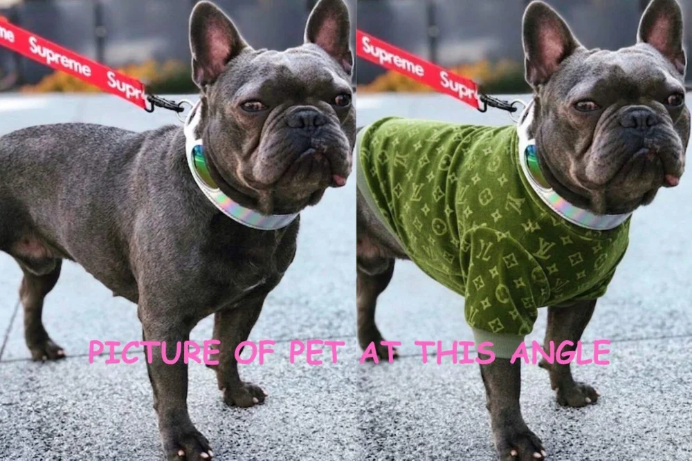Luxury Pet Clothes At Dud's Frenchie clothing2 brown frenchies 1 with green shirt on