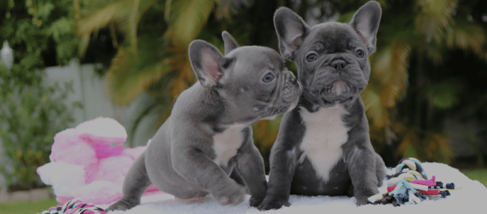 2 GREY FRENCH BULLDOG PUPPY'S